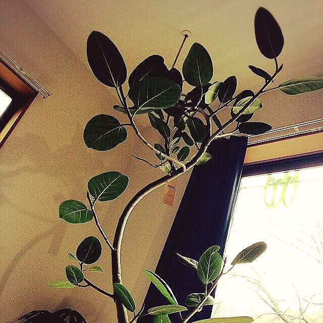 ベッド周り/観葉植物のインテリア実例 - 2016-01-01 22:02:44