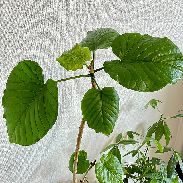 mashnowさんの部屋
