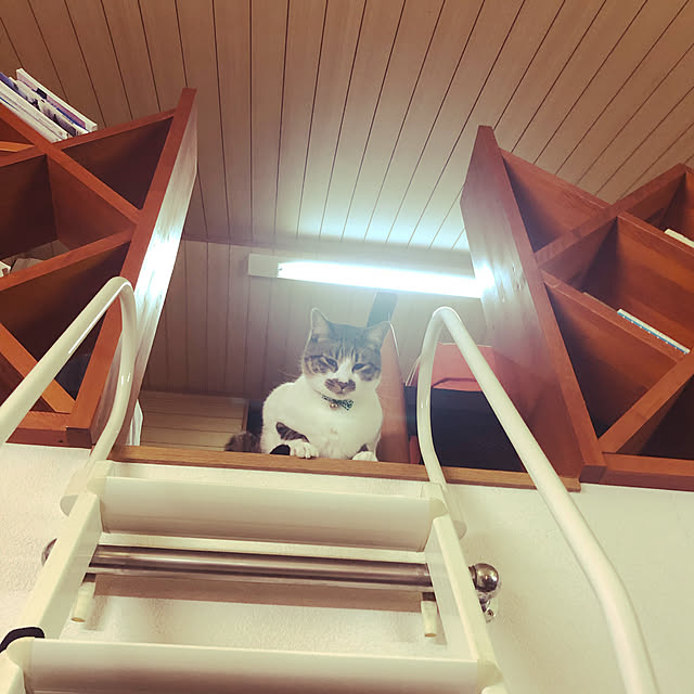 jijiさんの実例写真