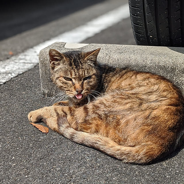 実例写真