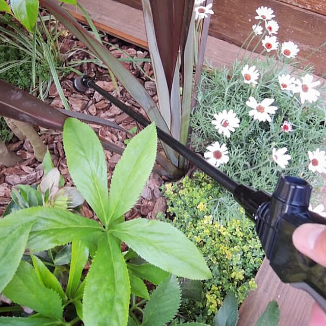Royal_Gardeners_Clubさんの部屋