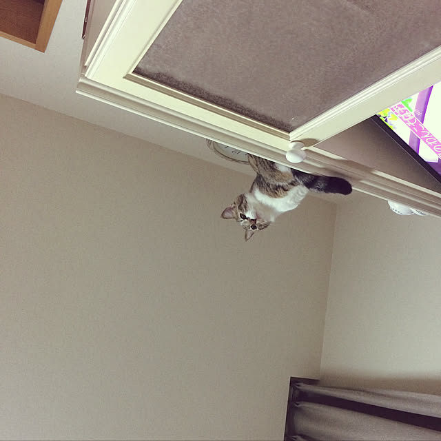momoさんの実例写真