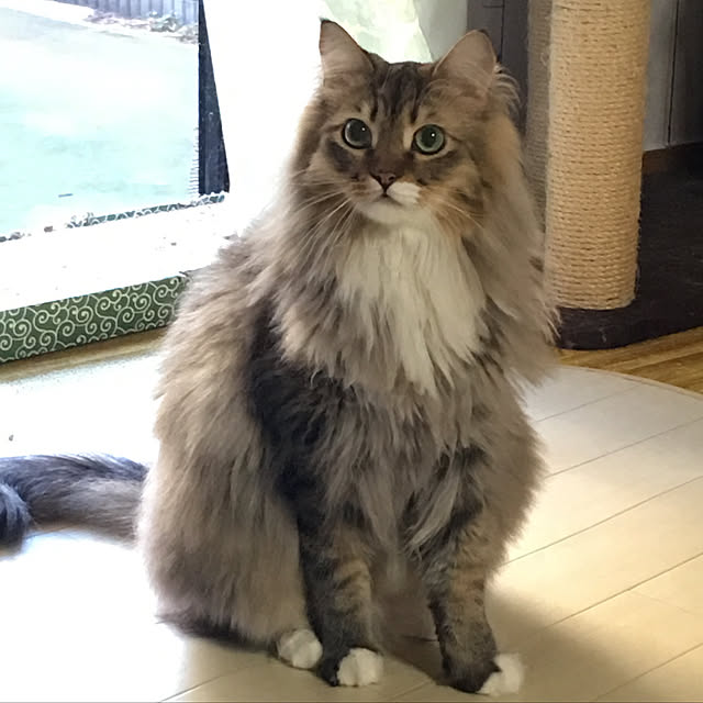 CATさんの実例写真