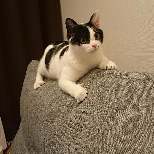実例写真