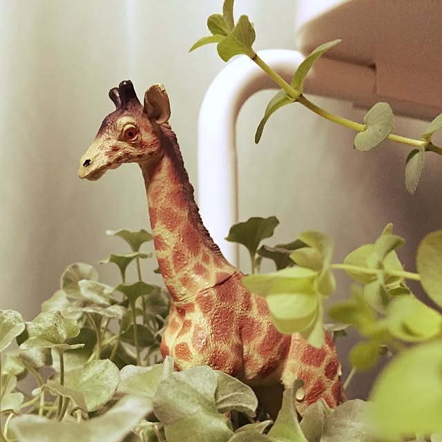satohさんの実例写真