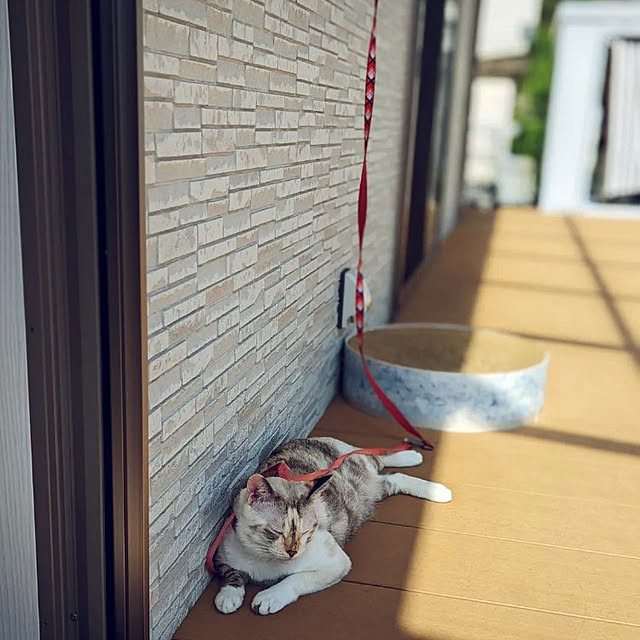 kohakuさんの実例写真