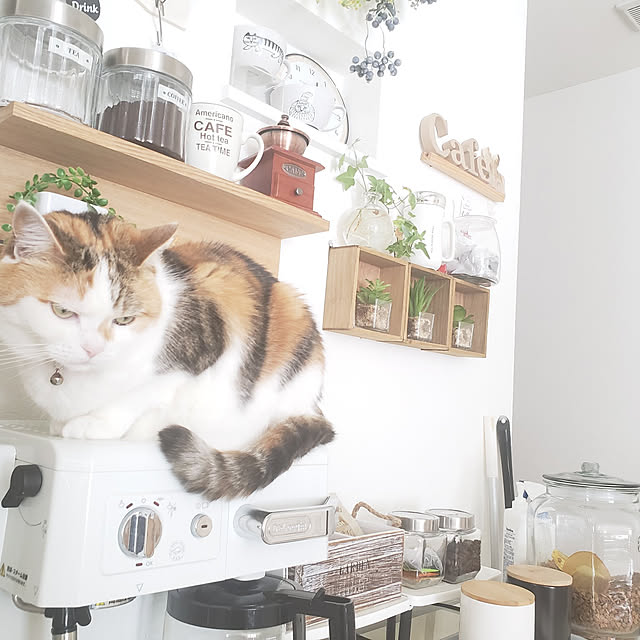 megu.catさんの実例写真