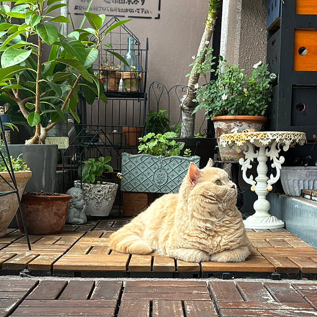 naokoさんの部屋