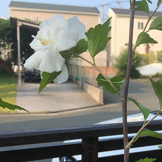 pino1227さんの実例写真