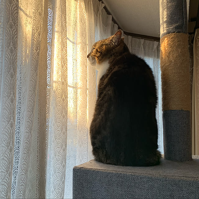 mariさんの実例写真
