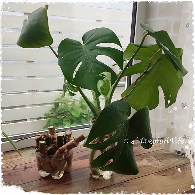 kotoriさんの実例写真