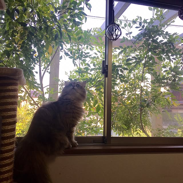 butachanさんの実例写真
