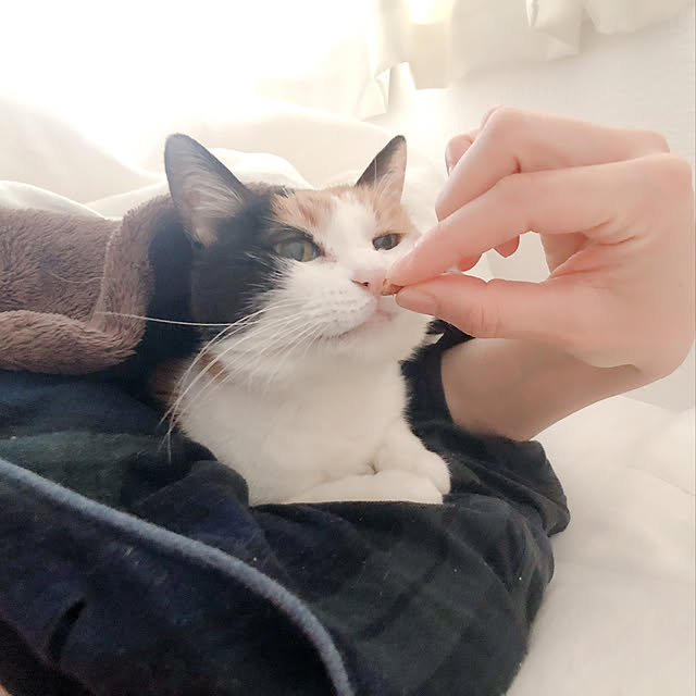 warashibeさんの実例写真