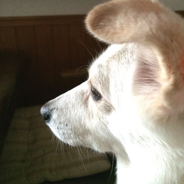 piさんの実例写真