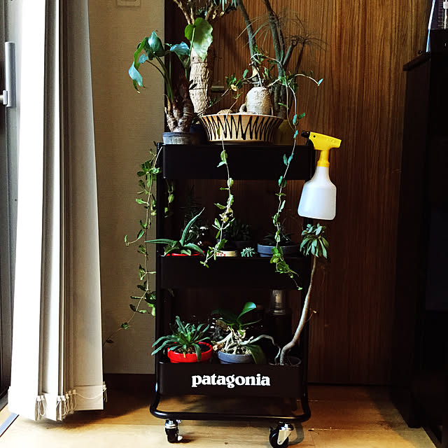 観葉植物/多肉植物/棚のインテリア実例 - 2020-01-05 15:21:41