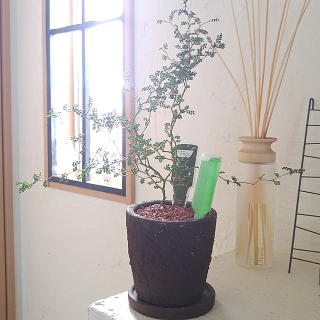 l..tomesanさんの実例写真