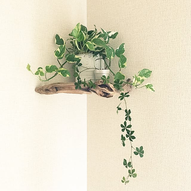 sakiyukaさんの実例写真