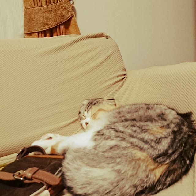 Sachiさんの実例写真
