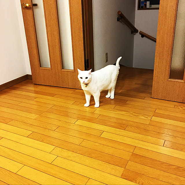 tekokaasanさんの実例写真