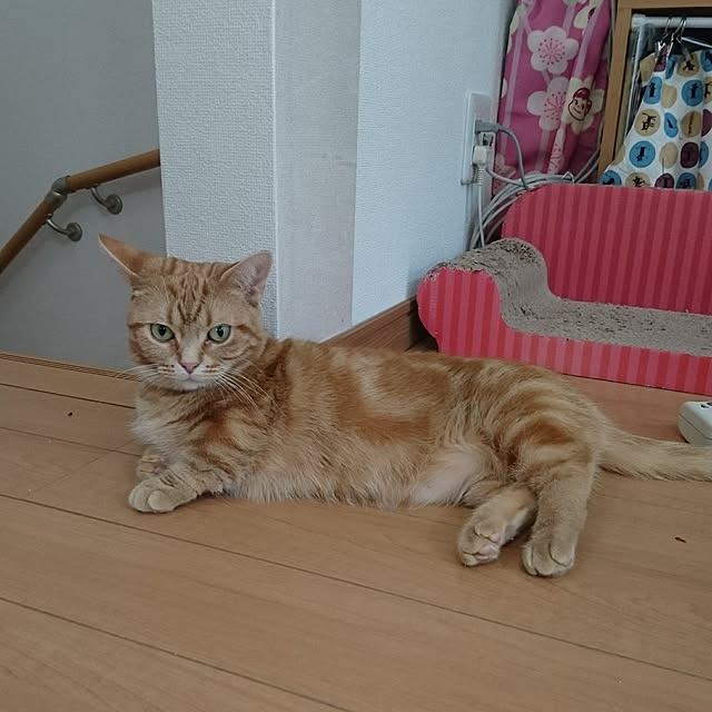 shinobuさんの実例写真