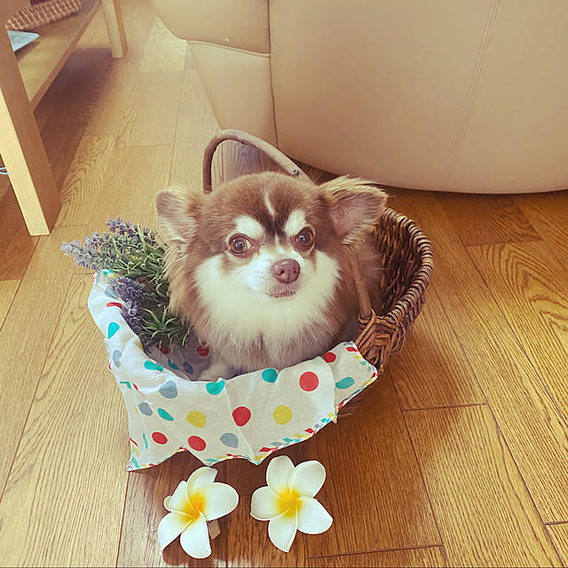 chIoeさんの実例写真