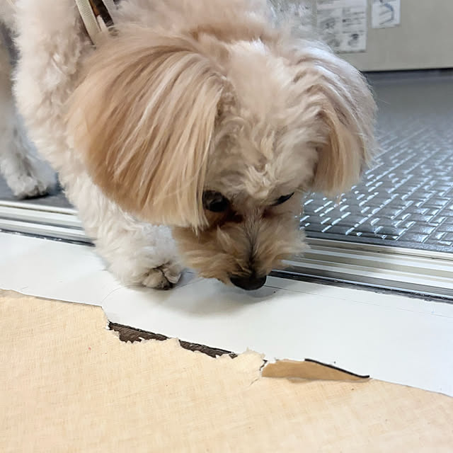 chachamamaさんの部屋
