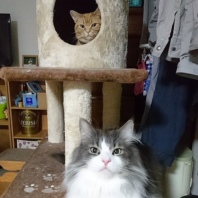 shinobuさんの実例写真