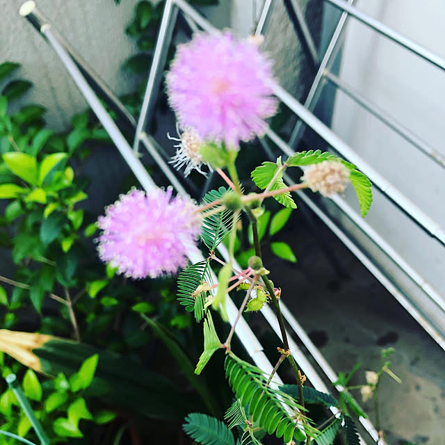 rainさんの実例写真