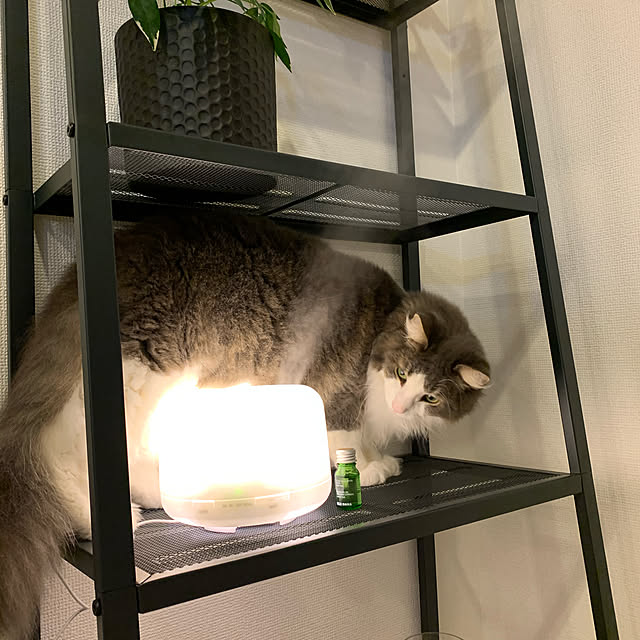 leoさんの実例写真