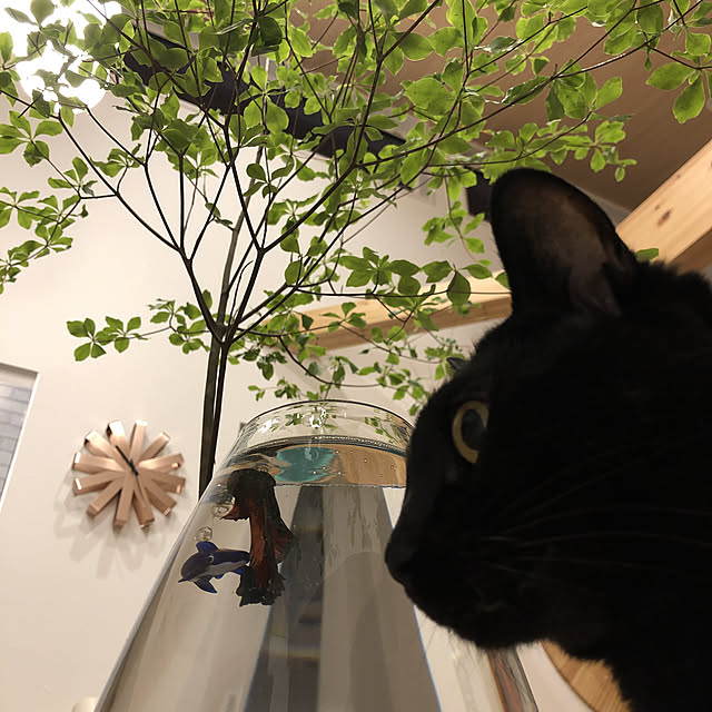 観葉植物/リビングのインテリア実例 - 2021-05-21 22:26:51