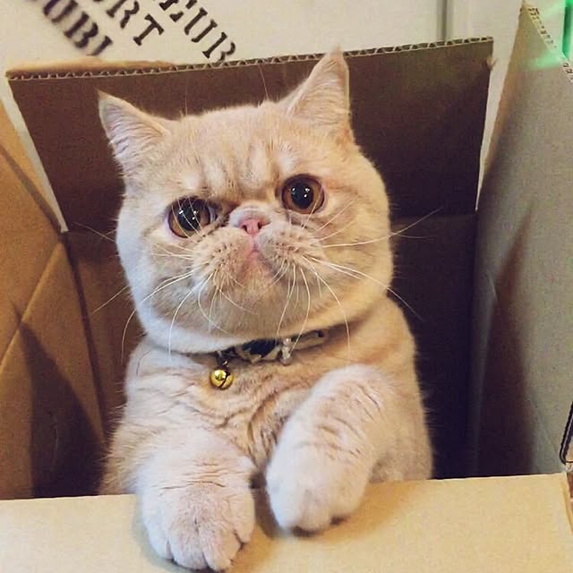 anmituさんの実例写真