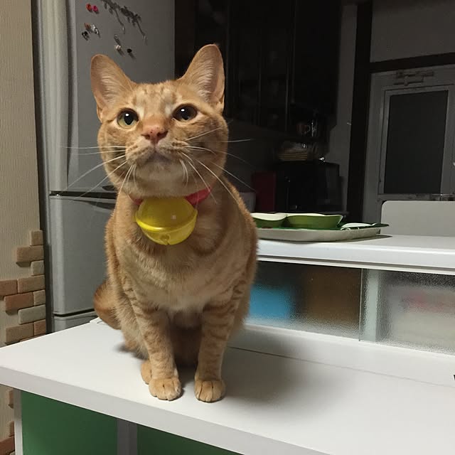 mtkさんの実例写真