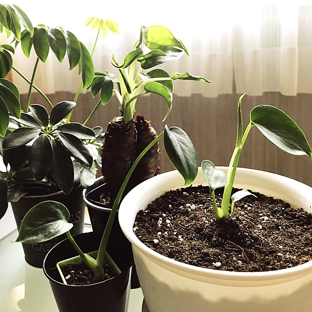 机/観葉植物のある暮らし/グリーン/100均/クワズイモ...などのインテリア実例 - 2018-06-13 10:56:31