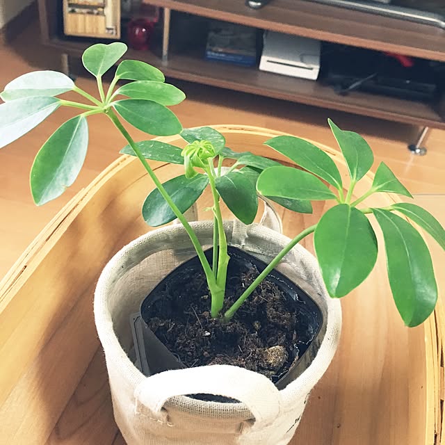 juboccoさんの実例写真
