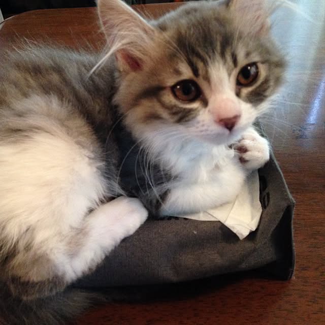 fuuさんの実例写真