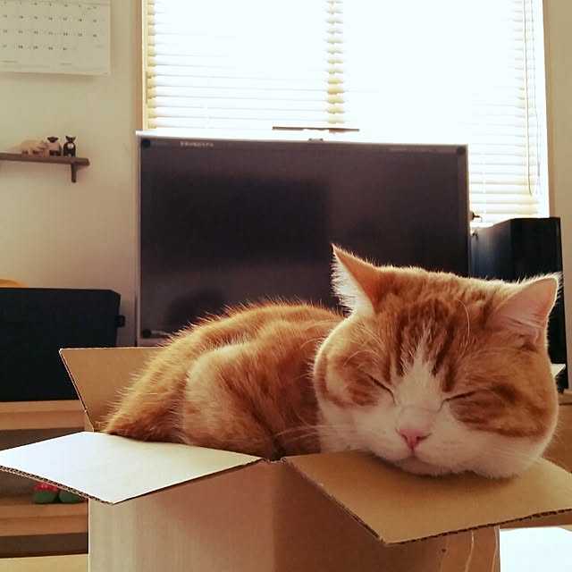 mi123さんの実例写真