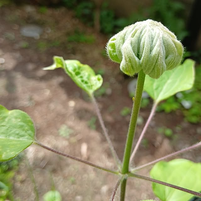 chidorinさんの部屋