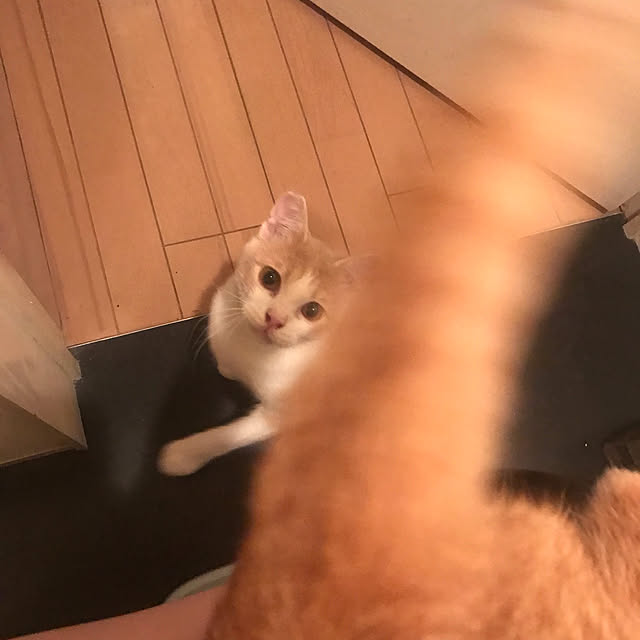 kou-kitiさんの実例写真