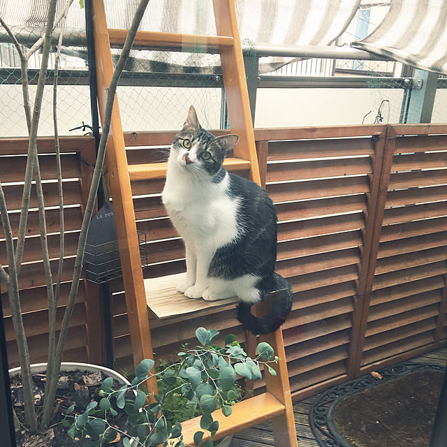 amaさんの実例写真