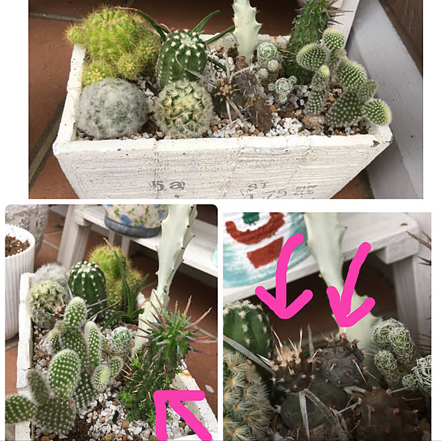 Enjuさんの実例写真