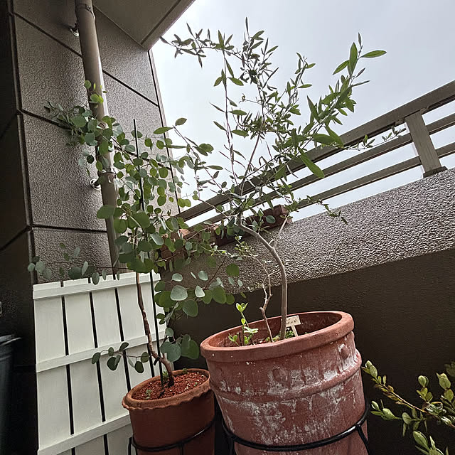koshiregutyoさんの部屋