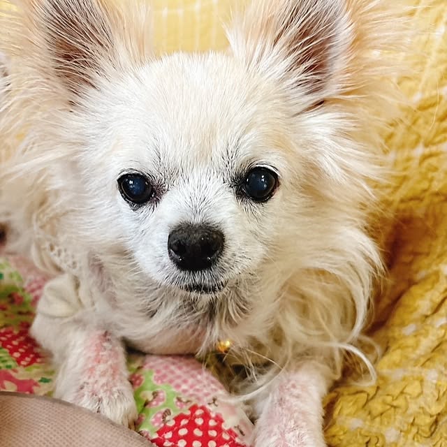 minnieさんの実例写真