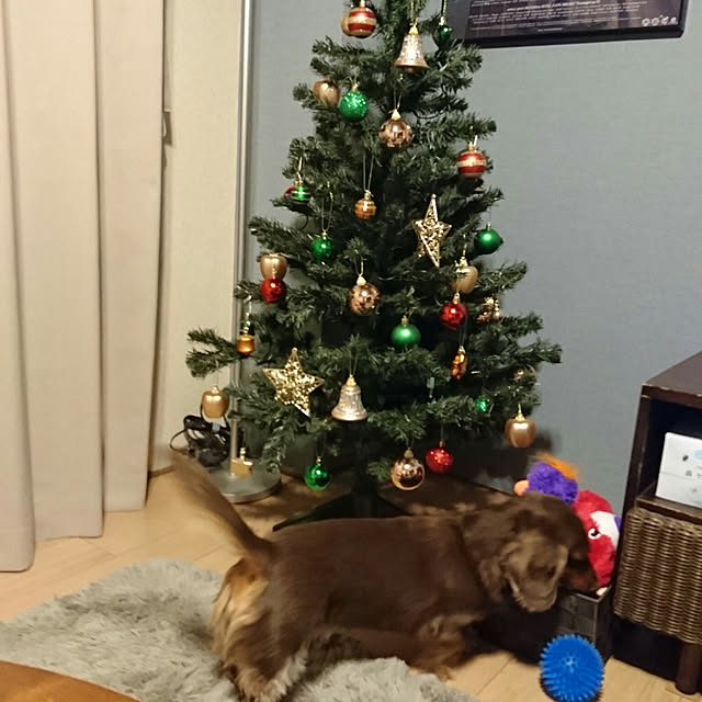 部屋全体/クリスマスのインテリア実例 - 2019-12-01 18:40:14