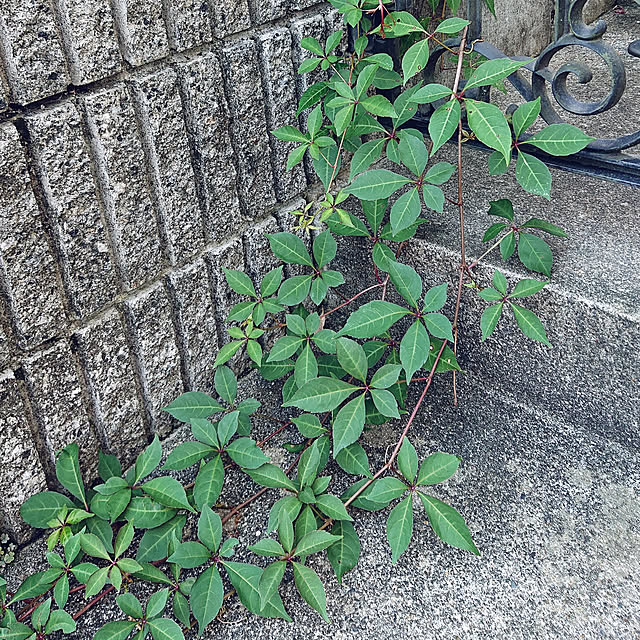 taeko0779さんの実例写真