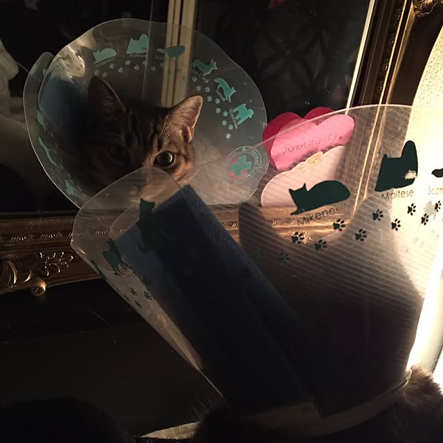 catwomanさんの実例写真