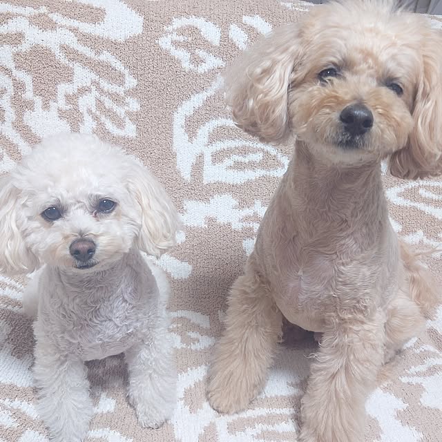 maopoliceさんの実例写真