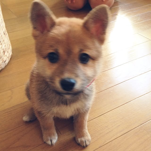 botanさんの実例写真