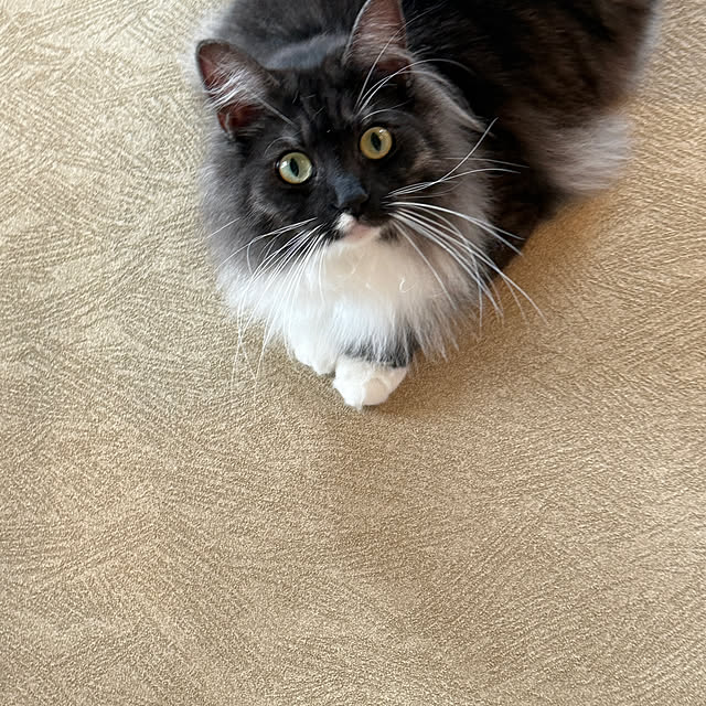 momoさんの実例写真