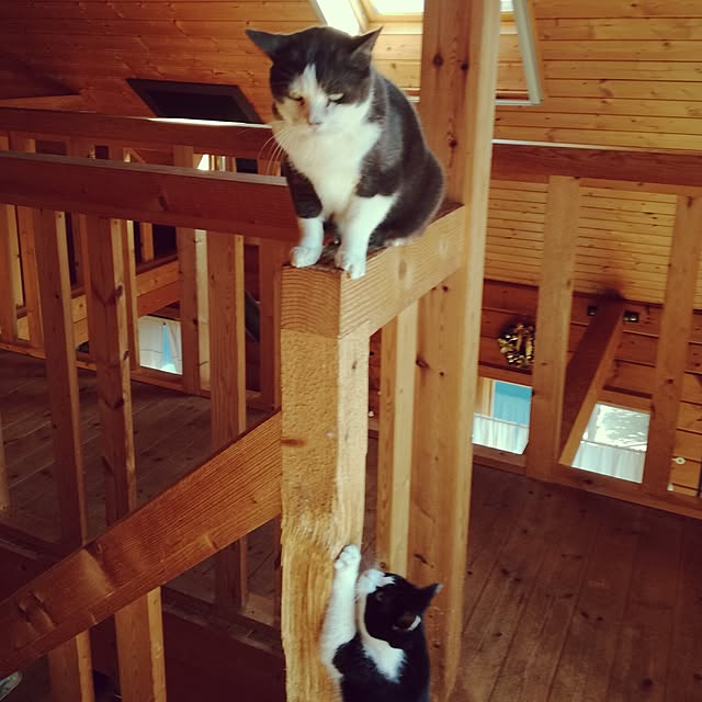Maki-nekomamireさんの実例写真