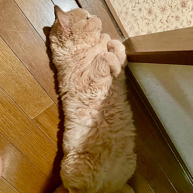 naokoさんの実例写真